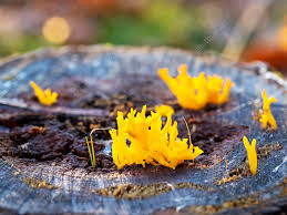 Attēlu rezultāti vaicājumam “Calocera viscosa”