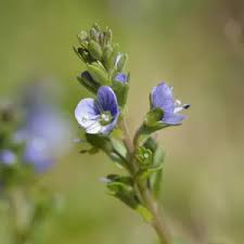 Attēlu rezultāti vaicājumam “Veronica serpyllifolia flower”
