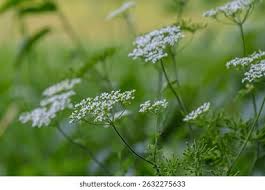 Image result for Chaerophyllum aureum