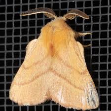 Attēlu rezultāti vaicājumam “Malacosoma castrensis male”