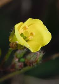 Attēlu rezultāti vaicājumam “Diplotaxis muralis flower”