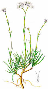 Attēlu rezultāti vaicājumam “Gypsophila fastigiata leaf”