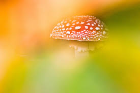 Image result for vliegenzwam