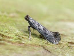 Attēlu rezultāti vaicājumam “Parornix anglicella”