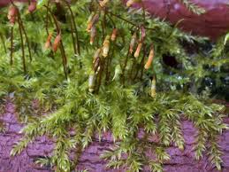 Attēlu rezultāti vaicājumam “Leptodictyum riparium”