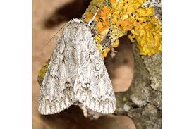 Attēlu rezultāti vaicājumam “Acronicta aceris larva”