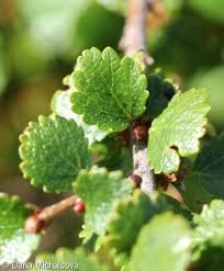 Attēlu rezultāti vaicājumam “Betula nana leaf”