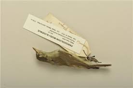 Attēlu rezultāti vaicājumam “Phylloscopus trochiloides”