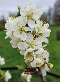 Attēlu rezultāti vaicājumam “Prunus domestica subsp. insitita”