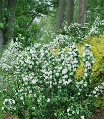 Attēlu rezultāti vaicājumam “Philadelphus coronarius leaf”