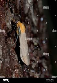 Attēlu rezultāti vaicājumam “Lithosia quadra male”