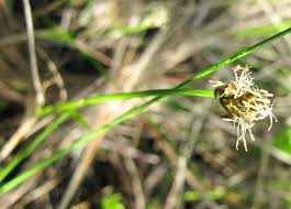 Attēlu rezultāti vaicājumam “Carex chordorrhiza”