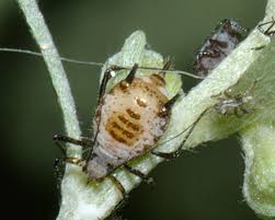 Attēlu rezultāti vaicājumam “Macrosiphoniella absinthii”