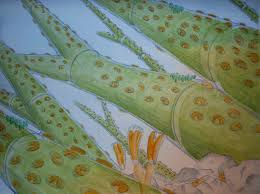 Attēlu rezultāti vaicājumam “Cladophora glomerata”