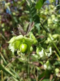 Attēlu rezultāti vaicājumam “Silene baccifera fruit”