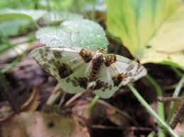 Attēlu rezultāti vaicājumam “Abraxas sylvata”