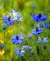 Image result for Nigella damascena