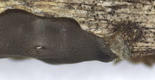 Attēlu rezultāti vaicājumam “Diderma subincarnatum plasmodium”