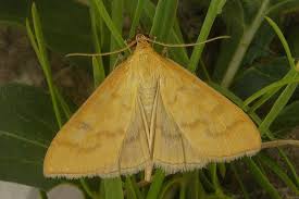 Attēlu rezultāti vaicājumam “Mecyna flavalis”