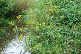 Attēlu rezultāti vaicājumam “Bidens cernua”
