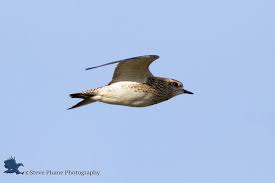 Attēlu rezultāti vaicājumam “Pluvialis apricaria”