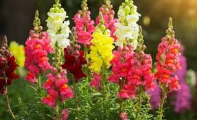 Image result for Antirrhinum majus maximum