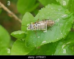 Attēlu rezultāti vaicājumam “Acantholyda posticalis”