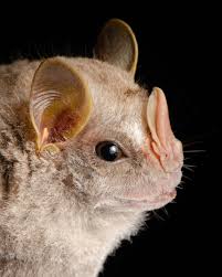 Attēlu rezultāti vaicājumam “Badhamia bethelii macro”