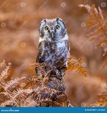 Image result for Aegolius funereus