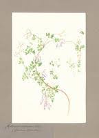 Image result for Adlumia cirrhosa