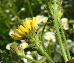 Attēlu rezultāti vaicājumam “Picris hieracioides”