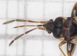 Attēlu rezultāti vaicājumam “Scolopostethus thomsoni”