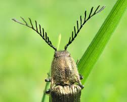 Attēlu rezultāti vaicājumam “Thecabius affinis imago”