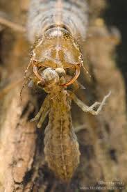 Attēlu rezultāti vaicājumam “Dytiscus sp. larva”