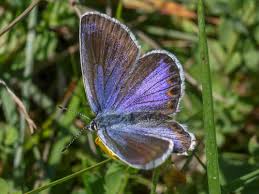 Attēlu rezultāti vaicājumam “Plebejus argyrognomon”