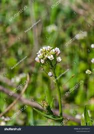 Attēlu rezultāti vaicājumam “Capsella bursa-pastoris flower”