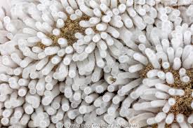 Attēlu rezultāti vaicājumam “Ceratiomyxa fruticulosa macro”