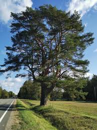 Attēlu rezultāti vaicājumam “Pinus sylvestris var. borussica”