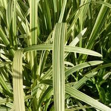 Attēlu rezultāti vaicājumam “Glyceria maxima fruit”