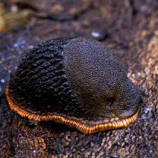 Attēlu rezultāti vaicājumam “Arion rufus”