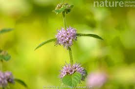 Attēlu rezultāti vaicājumam “Mentha arvensis flower”
