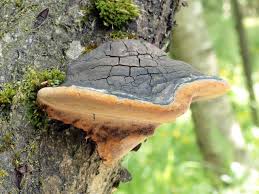 Attēlu rezultāti vaicājumam “Phellinus alni”