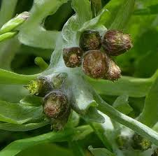 Attēlu rezultāti vaicājumam “Gnaphalium sylvaticum bud”