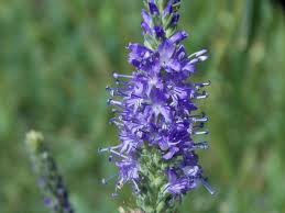 Attēlu rezultāti vaicājumam “Veronica spicata leaf”