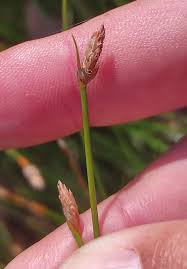 Attēlu rezultāti vaicājumam “Eleocharis uniglumis”