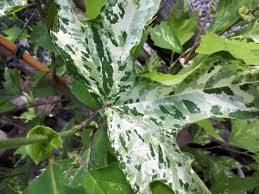 Attēlu rezultāti vaicājumam “Platanus x hispanica (syn. Platanus x acerifolia) leaf”