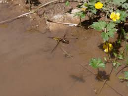 Attēlu rezultāti vaicājumam “Libellula depressa female”