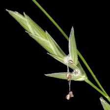 Attēlu rezultāti vaicājumam “Glyceria fluitans leaf”
