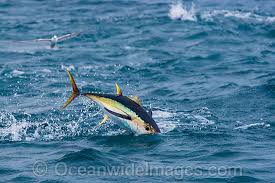 Image result for Thunnus albacares