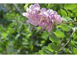 Attēlu rezultāti vaicājumam “Robinia neomexicana”
